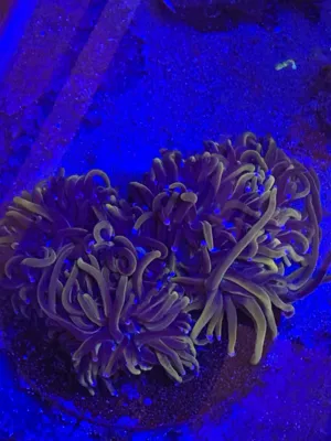 Ultra Indo Gold Torch