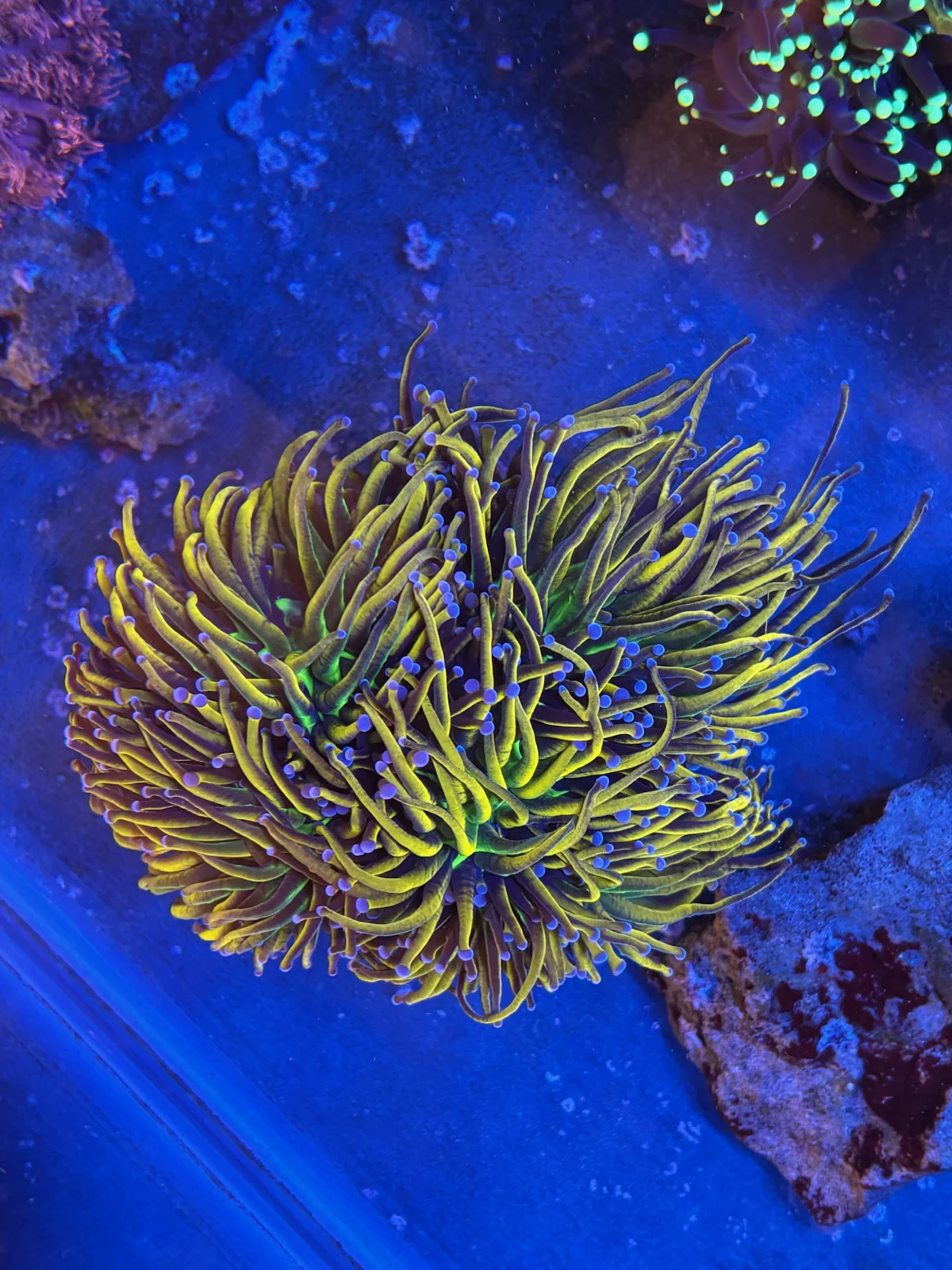 Banana Torch — Euphyllia sp.