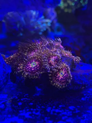 Space Chaos Zoas