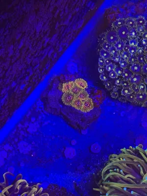 Grand Master Krakatoa (GMK) Zoas