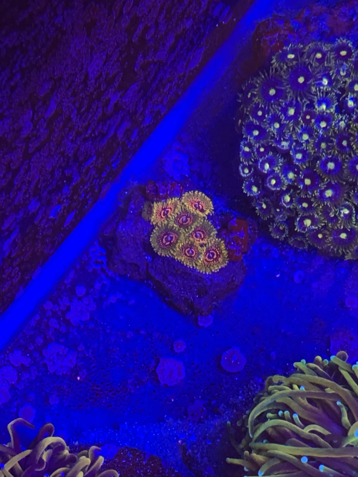 Grand Master Krakatoa (GMK) Zoas — Zoanthus sp.