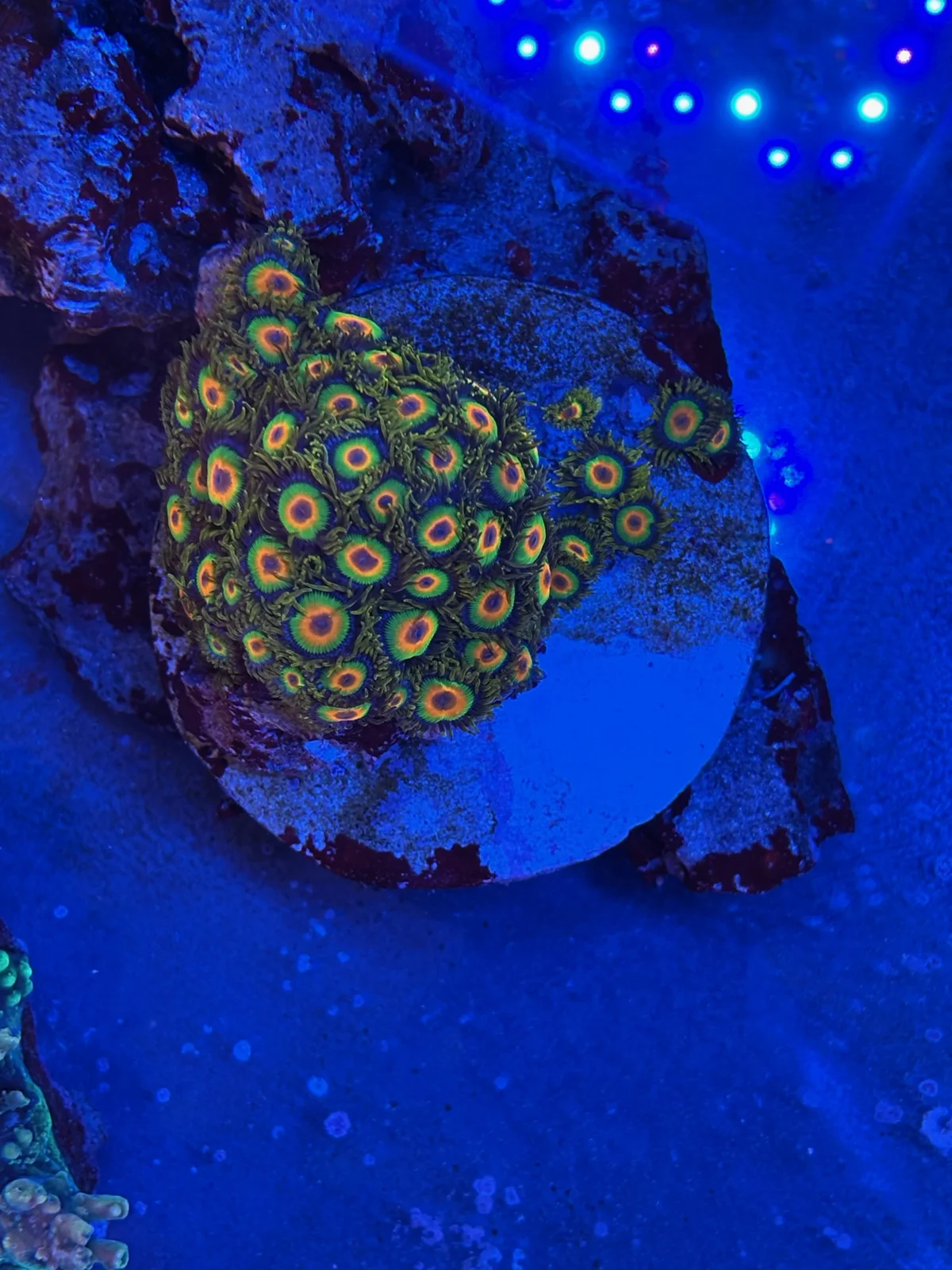 Zoas