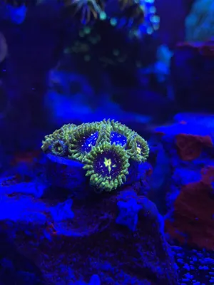 Exosphere Zoas